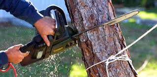 Best Commercial Tree Services  in Fairmead, CA