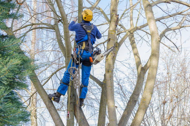  Fairmead, CA Tree Care Pros