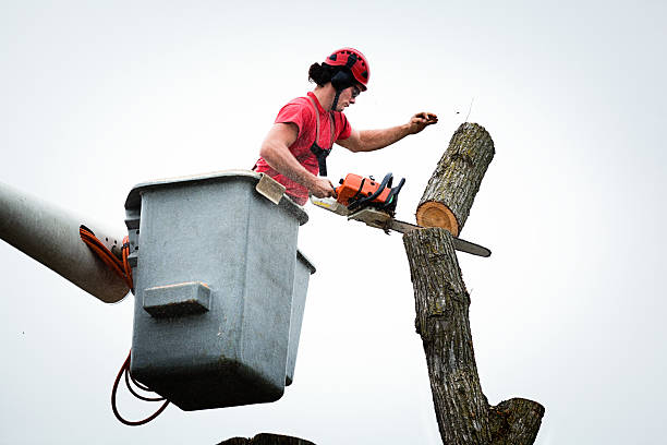 Reliable Fairmead, CA Tree Care Solutions
