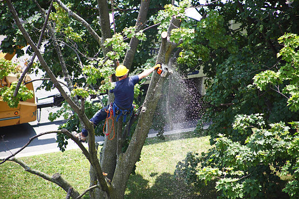 Best Storm Damage Tree Cleanup  in Fairmead, CA