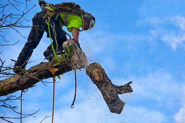 Best Tree Health Inspection  in Fairmead, CA